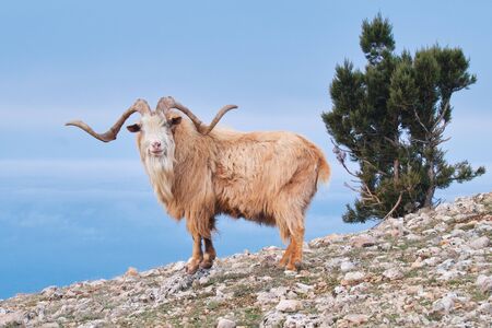 Portrait of wild goat on a mountainside in the daytime on a blue background.