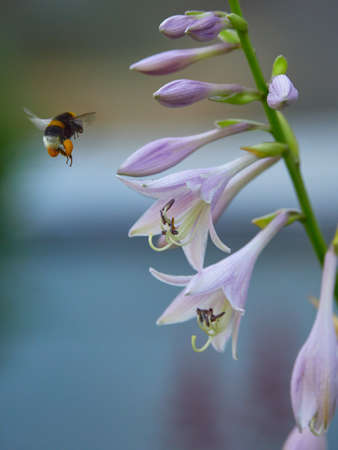 Bumblebee flies to a beautiful purple delicate flower to collect nectar on a colorful blurred...