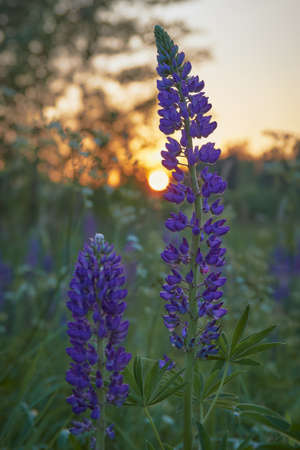 World of lupines. Lupins growing in a meadow near a forest in Finland.