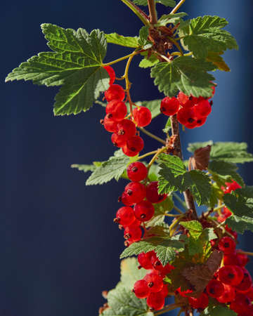 New harvest of ripe red currants on an old bush: gardening harvesting delicious color vitamins.
