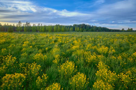 Yellow rapeseed field in May and colorful sky: blue, yellow, green, European nature.の写真素材