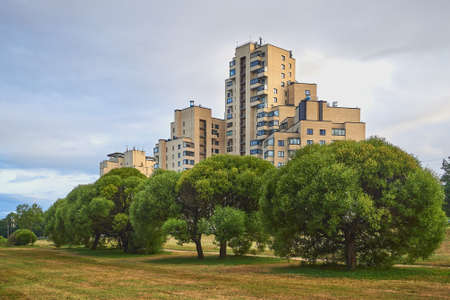 Round green trees growing in a row in the city park: summer evening, Sestroretsk, large residential...