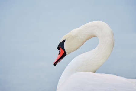 Seurasaari Island in Finnish Helsinki: autumn, mute swan.の写真素材
