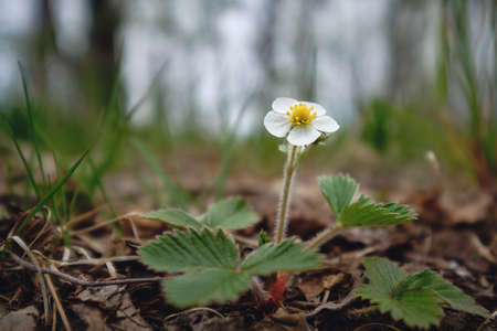 Fragaria vesca in forest: spring, sunny day in forest, north karelian nature, white flowers.の写真素材