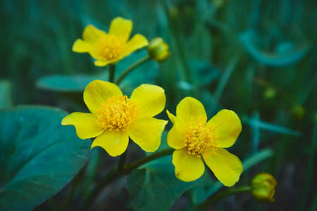 First spring yellow forest flowers: spring, near river, north karelian nature.の写真素材