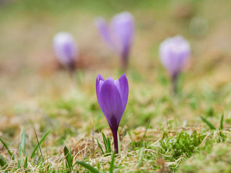 The appearance of first colorful garden crocuses in spring time.の写真素材