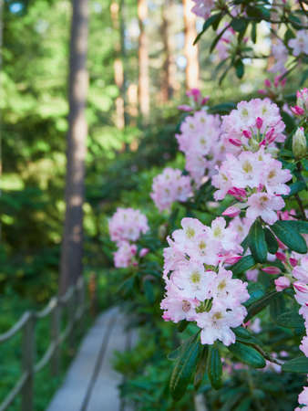 Blooming rhododendrons in Finnish Haaga Flower Park in Helsinki.