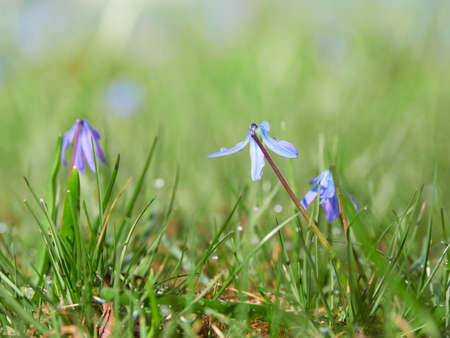 Scilla siberica blue flower in spring garden after rain.の写真素材