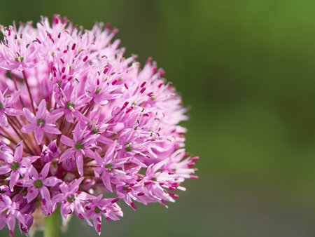 Flowering ornamental onion in garden: blooming beautiful flower.の写真素材