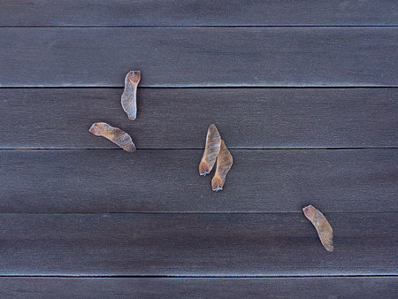 Gray neutral natural texture background: wooden boards, maple seeds, ecology.の写真素材