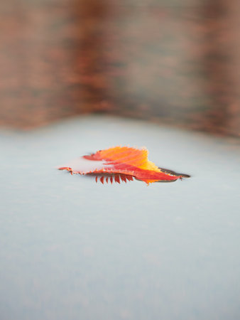 Lonely autumn red orange yellow leaf of cherry tree on clear transparent water surface and reflections of clouds and city buildings.の写真素材