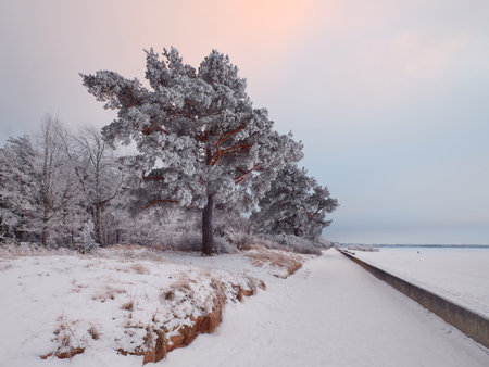 Pine trees in white hoarfrost and snow-covered dunes on shore of Gulf of Finland of Baltic Sea in winter.の写真素材
