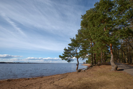 Pine forest near lake on sunny April day: sandy shore, blue sky, clear clouds.の写真素材