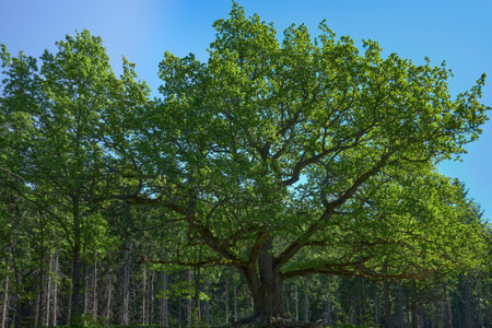 A huge oak tree in the summer in a forest near the Finnish town of Lohja: Paavola oak, Lohjansaari.