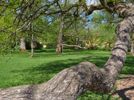 Traskanda park in Finnish Espoo: flowering of old trees, large branches.