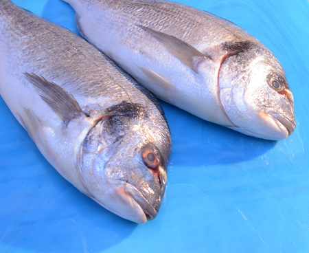 two dorado fish on a blue glass
