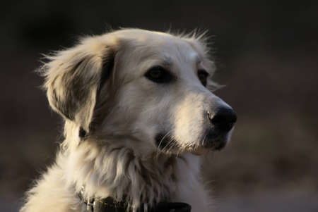Portrait of a dog close upの写真素材