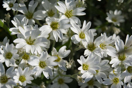 White meadow flowers close upの写真素材