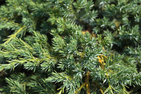 Pine runaways