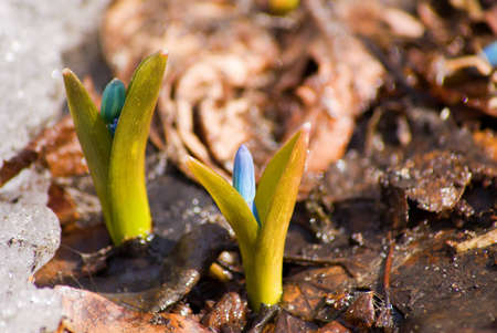 Two small sprouts of the snowdrops which have made the way through the frosty earthの写真素材