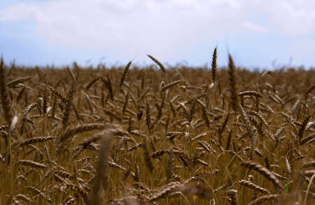 Wheaten field