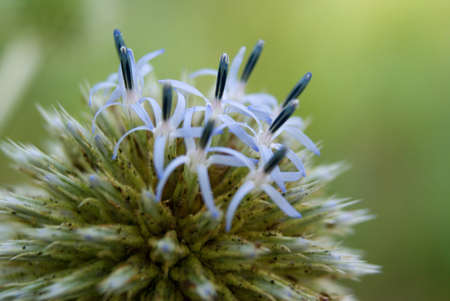 Field flower close upの写真素材