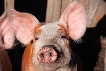 Fattening pigs on a large commercial breeding pig are looking at the camerasの写真素材