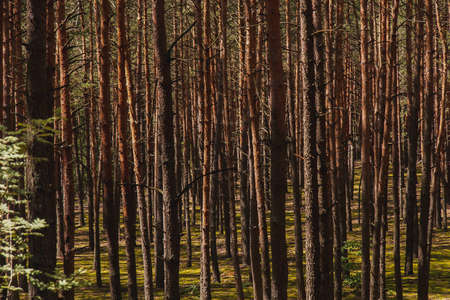 Pine forest tree Trunks of the Red pine