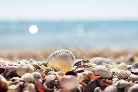 sea shells on the beachの写真素材