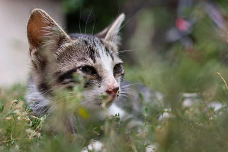 gray cat on the grass, close-up of a catの写真素材