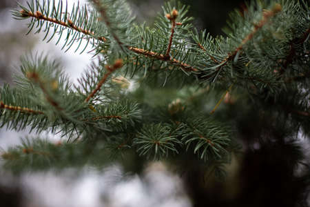 spruce branches on a beautiful blurred background