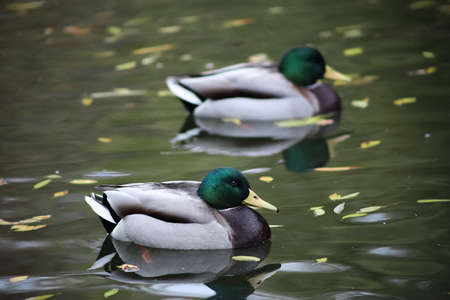 ducks swim on the lake in autumnの写真素材