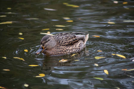duck swims on the lakeの写真素材