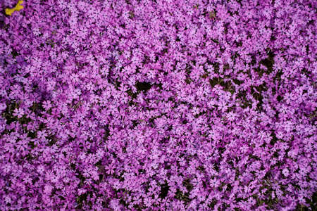 fluffy gray cat plays with the owner's hand on the lawnの写真素材