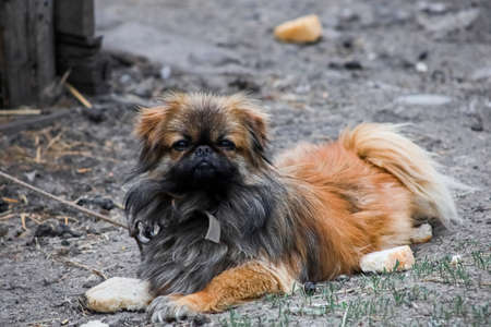 a dog is tied on a chain in a rural yard