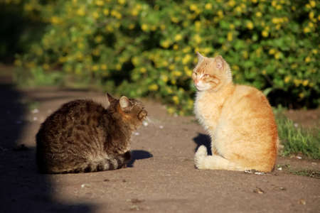 The red cat and the gray cat stand opposite each other and prepare for battle