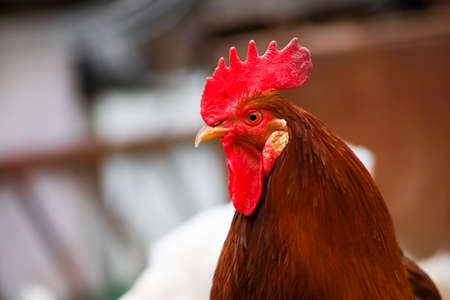 A red rooster walks around the yard where the chickens graze