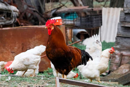 A red rooster walks around the yard where the chickens graze