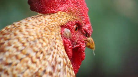 crest and crest breeding rooster close up