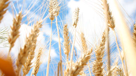Bottom view Spikelets of golden wheat on a background of blue sky.
