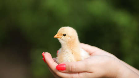 Close-up of a man's hands in which he is holding a small yellow chicken.