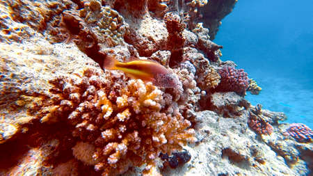 the diver looks at the camera and gives a thumbs upの写真素材