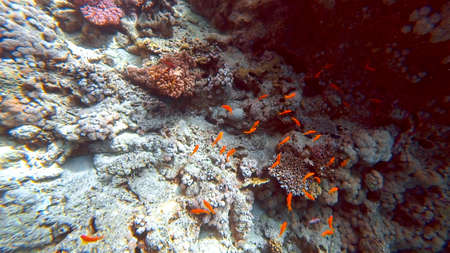 the diver looks at the camera and gives a thumbs up
