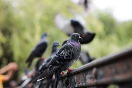 birds pigeons are sitting on an iron fence a lot of pigeons are sitting and looking at the lakeの写真素材