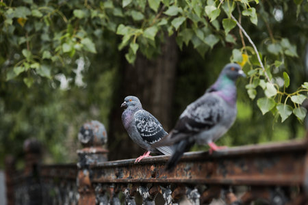 three pigeons are sitting on a fence - a park near a green tree.の写真素材