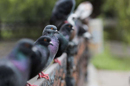 birds pigeons are sitting on an iron fence a lot of pigeons are sitting and looking at the lakeの写真素材