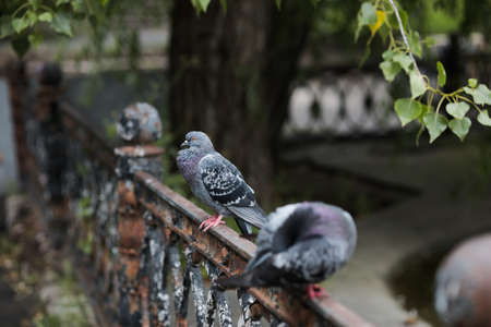 a pigeon is sitting on an iron fence under a tree between two birdsの写真素材
