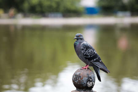 a pigeon is sitting on an iron fence opposite the park lakeの写真素材