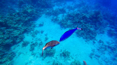 gray and blue tropical fish met each other at the bottom of the blue sea.の写真素材