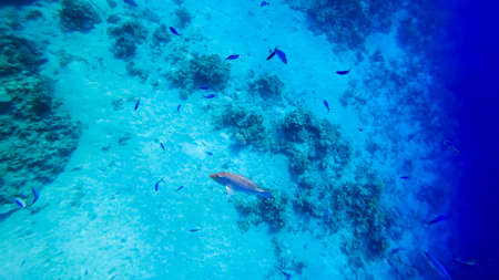 top-down view, on the background of the seabed near the coral, a variety of tropical fish swim.